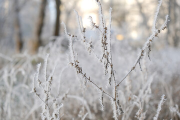 Frosty winter morning in the park. Bushes and trees were covered with frost on a frosty morning.