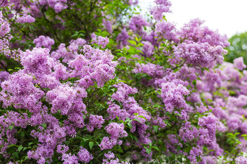 Purple lilac flower with blurred green leaves. Spring blossom. A beautiful bunch of lilac. Trending Color of the Year 2022.