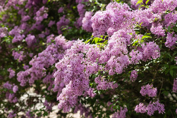 Obraz premium Purple lilac flower with blurred green leaves. Spring blossom. A beautiful bunch of lilac. Trending Color of the Year 2022.