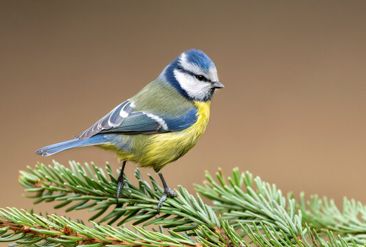 Blue tit ( Cyanistes caeruleus ) close up
