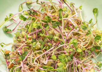 A freshly harvested mix of sprouts ready for stir-fry. Healthy food and vegan diet concept