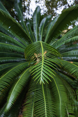 Obraz na płótnie Canvas Palm leaf close-up 