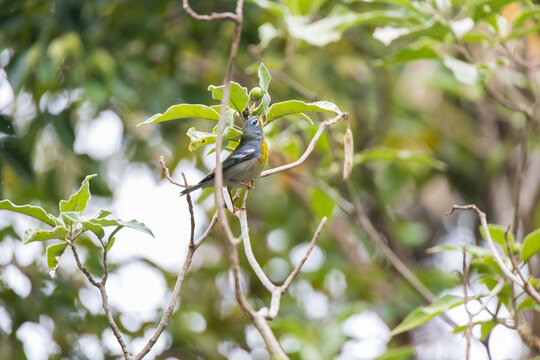 Northern Parula, short-tailed warbler, bird in a tree
