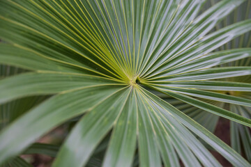Fototapeta premium Palm leaf close-up 