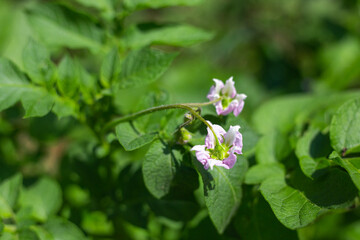 Green leaves and lilac flowers of flowering potatoes on the field. Growing vegetables in the garden