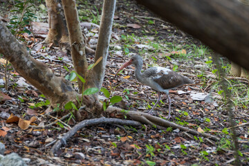 Florida juvenile white Ibis