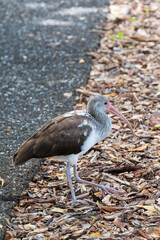 Florida juvenile white Ibis