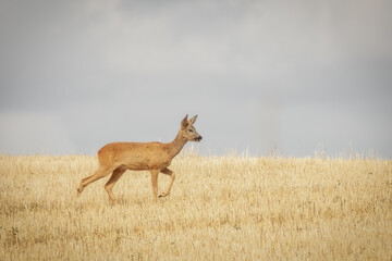 Reh auf dem Feld