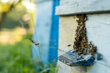 Bees fly out and return to the hive in the summer. Flight of bees near the hive in the garden.