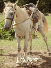 White horse pissing on the ground while standing in a clearing on a summer day
