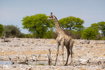 Naklejka na ściany i meble Giraffe in the wild. Safari in Africa, African savannah wildlife.