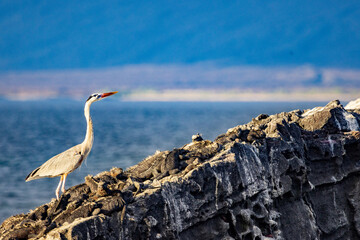 A Blue Heron has to step carefully around the  Marine Iguanas resting on the rocks, almost blending...
