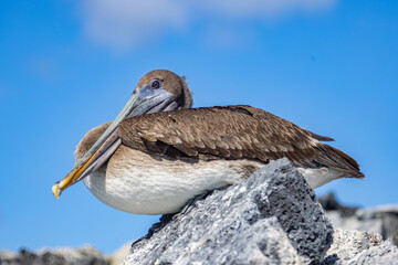 Galapagos brown pelican (Pelecanus occidentalis urinator) is endemic to the Galapagos. They are a large, heavy waterbirds with long bills used to scoop-net their prey. Photo taken on Isabela Island