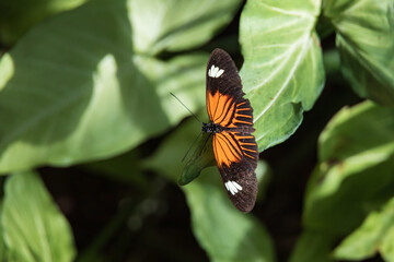 Black reddish brown and white butterfly sitting on a green leaf