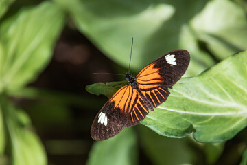 Black reddish brown and white butterfly sitting on a green leaf