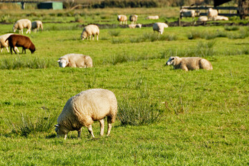 Ovelhas no campo , pastando.