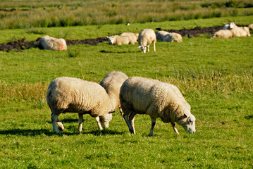 Obraz premium Ovelhas no campo , pastando.
