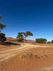 Dirt road in desert. Sand road to Sossusvlei Deadvlei. Lonely tree.