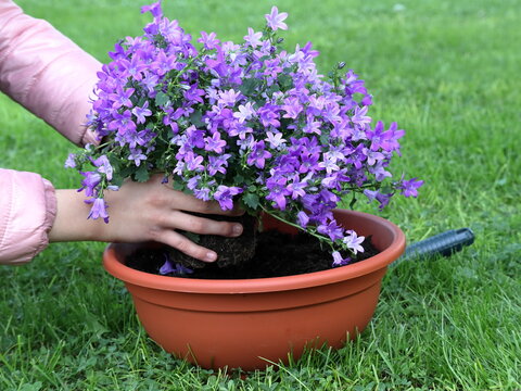 Campanula Bambina rinvasa la pianta di campanula