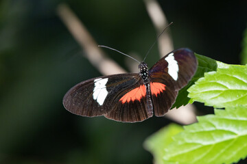 Black red and white butterfly sitting on a green leaf