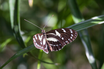 Obraz na płótnie Canvas Brown and white butterfly sitting on long green leaf