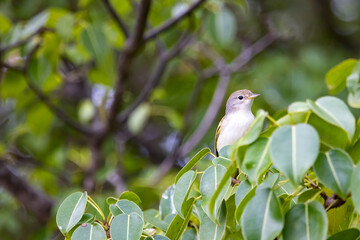 The lesser greenlet (Pachysylvia decurtata) is a small bird in the vireo family. Photographed amidst the trees at Urbina Bay on Isabela Island