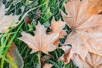 Autumn leaf fall. Brightly colored autumn leaves with dusting of frost.