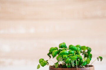 Close-up basil seed sprouts in a wooden container on light wooden table. Microgreens in wooden box on light background. Gardening at home. Healthy vegan sustainable lifestyle concept