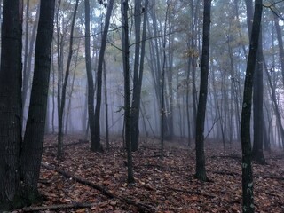Spooky Woods