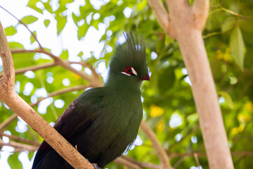 Green Guinea Turaco bird sitting in a tree