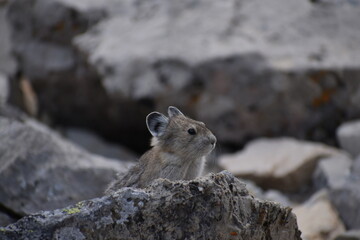 Pika on a rock questioning its existence