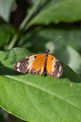 Black brown rusty colored butterfly sitting on green leave