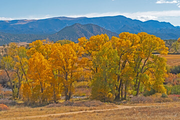 Naklejka premium Cottonwood Trees in Autumn Colors