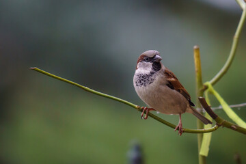 A sparrow bird perched on a rose branch
