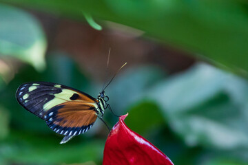 Black brown yellow and rusty colored butterfly sitting on red flower