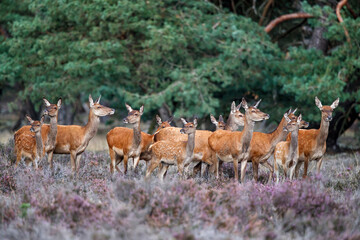 Red deer female and calf in rutting season in National Park Hoge Veluwe in the Netherlands