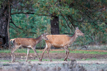 Naklejka na ściany i meble Red deer female and calf in rutting season in National Park Hoge Veluwe in the Netherlands