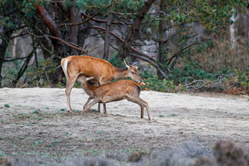 Red deer calf drinking from its mother in rutting season in National Park Hoge Veluwe in the Netherlands