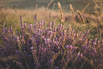 Obraz premium lavender field at sunset