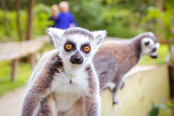 ring lemur