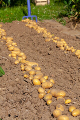 Récolte de pomme de terre au potager familial - rang de pomme de terre séchant au  soleil sur la...