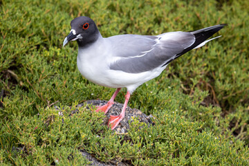 A swallow tailed gull (Creagrus furcatus) stands on a rock among the carpet weed (sesuvium edmonstonei) on South Plaza Island. Photographed in the Galapagos National Park, Ecuador