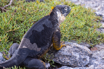 Spotted on South Plaza Island, this Galapagos Land Iguana is unusually colored. Typically they are yellow with splotches of black and white, this one is mostly black with  a few spots of yellow