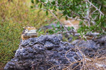 This Galapagos land iguana (Conolophus Subcristatu) on South Plaza island peeks out from behind a rock. Yellowish in color with splotches of black and white. South Plaza Island