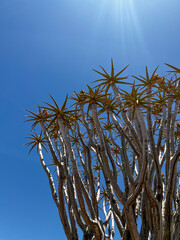Quiver tree forest in Namibia Keetmanshoop. Wildlife, desert nature in Africa.