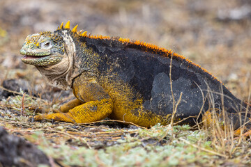 This Galapagos land iguana (Conolophus Subcristatu) on South Plaza Island is yellowish in color with splotches of black and white.