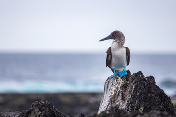 The Blue-footed booby (Sula nebouxil) is endemic to the Galapagos. It is a marine bird that is easily recognized by its bright blue feet. Photo taken at Punta Suarez on Espanola Island. - obrazy, fototapety, plakaty