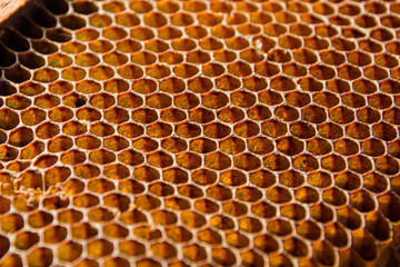 Honeycomb - Panal de abejas