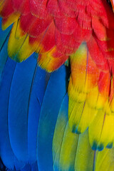 Fototapeta premium Plumas de guacamaya roja - scarlet macaw feathers