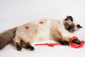 Curious beige colored ragdoll cat on white surface in valentine's day decoration - red hearts and ribbons